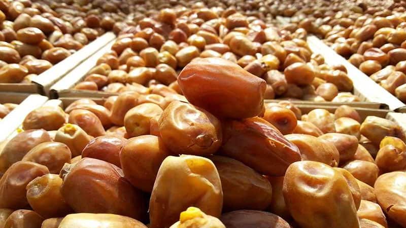 تصویر 4 از فروش خرما زاهدی خارک + قیمت خرید به صرفه